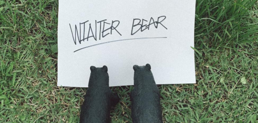 Winter Bear by V