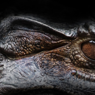 Interior Crocodile Alligator