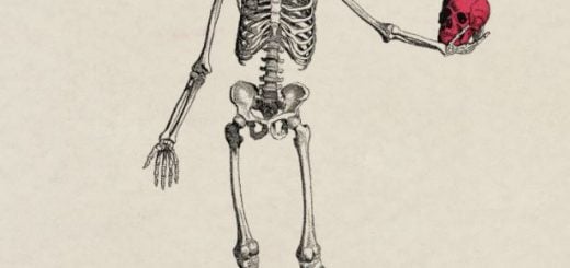 Bones